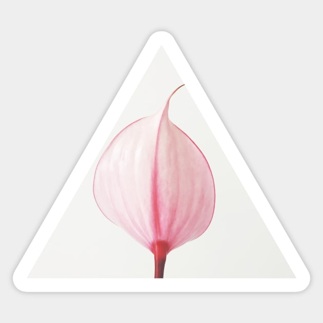 Pink Calla Lily II Sticker by Cassia